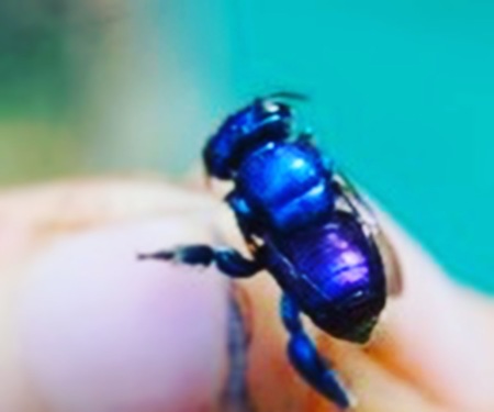 Orchid Bee Peru 2015