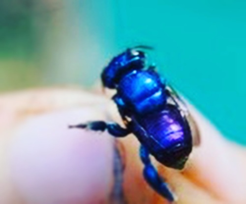 Orchid Bee Peru 2015